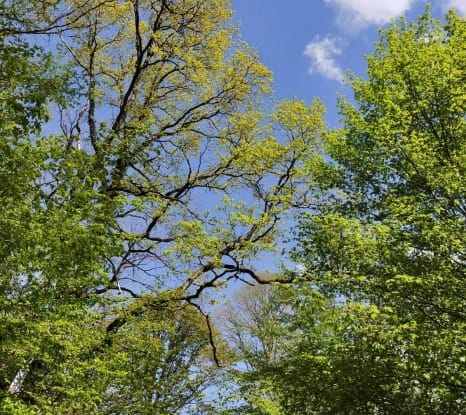 Arbres s'élevant dans le ciel bleu