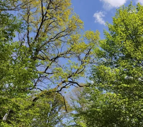 Arbres s'élevant dans le ciel bleu
